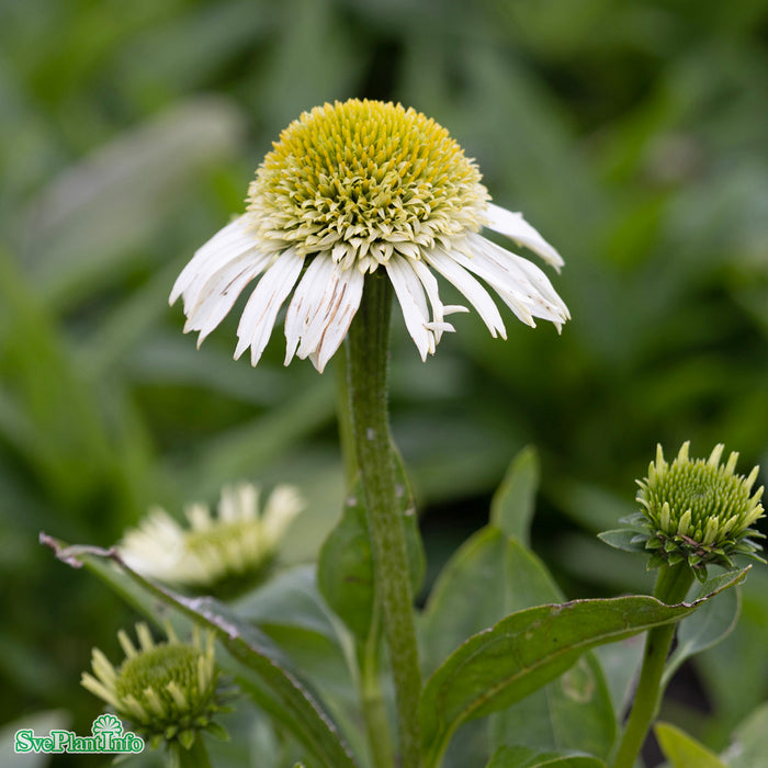 Echinacea 'Delicious Nougat' A-kval