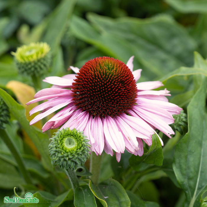 Echinacea 'SunSeekers Blush' A-kval