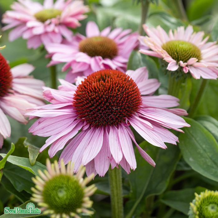 Echinacea 'SunSeekers Blush' A-kval