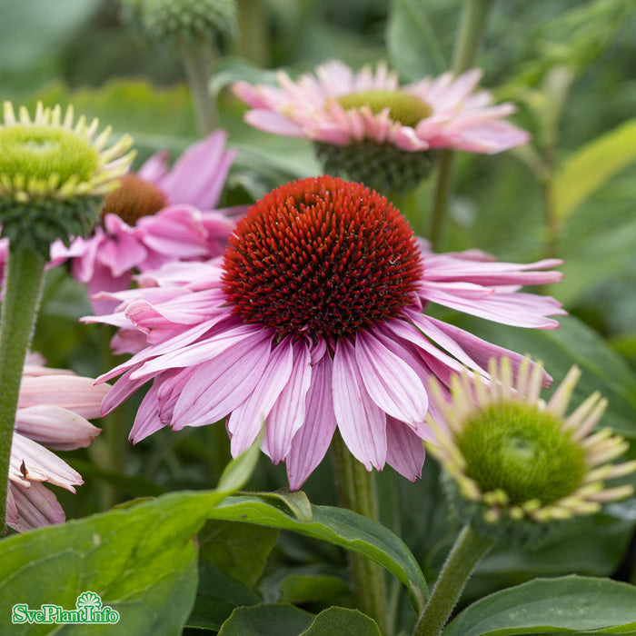 Echinacea 'SunSeekers Blush' A-kval