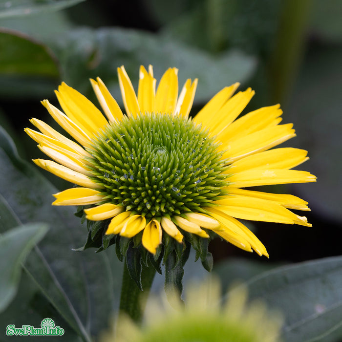 Echinacea 'SunSeekers Citrus' A-kval