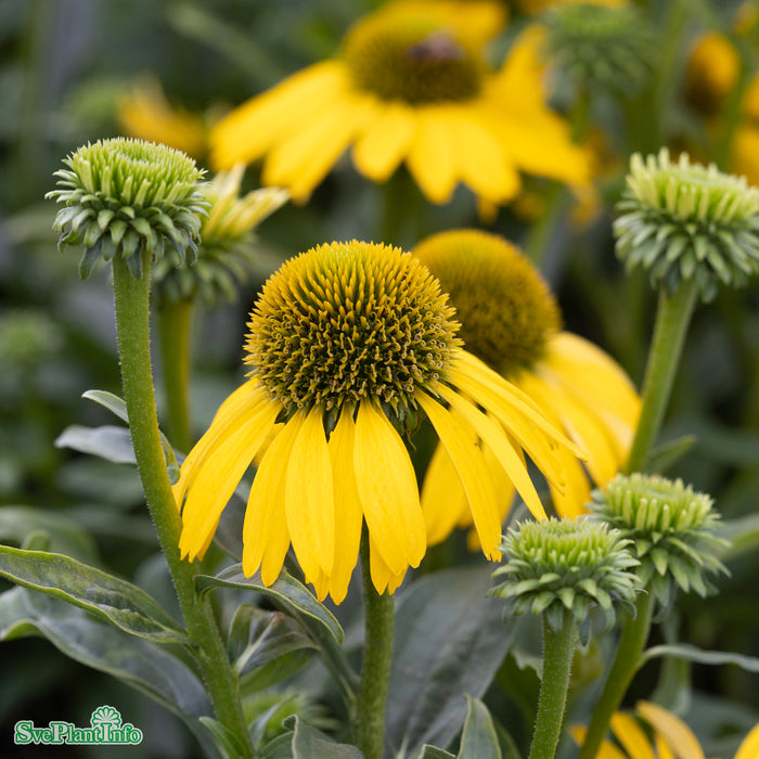 Echinacea 'SunSeekers Citrus' A-kval