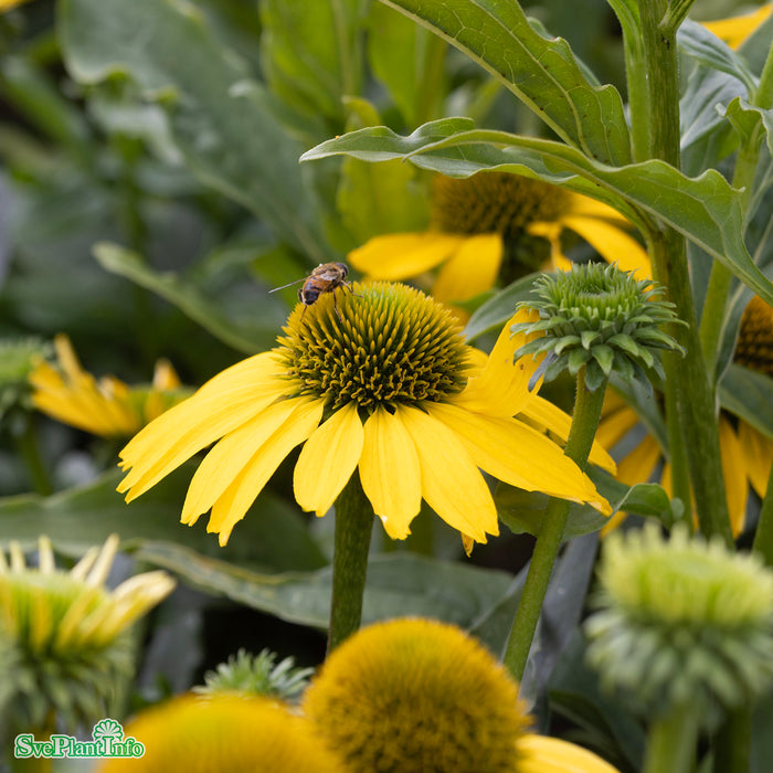 Echinacea 'SunSeekers Citrus' A-kval