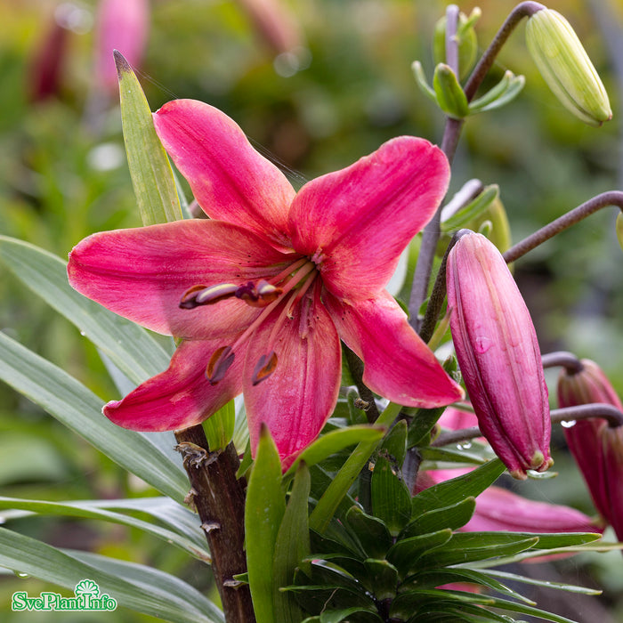 Lilium 'Pink Flight' A-kval