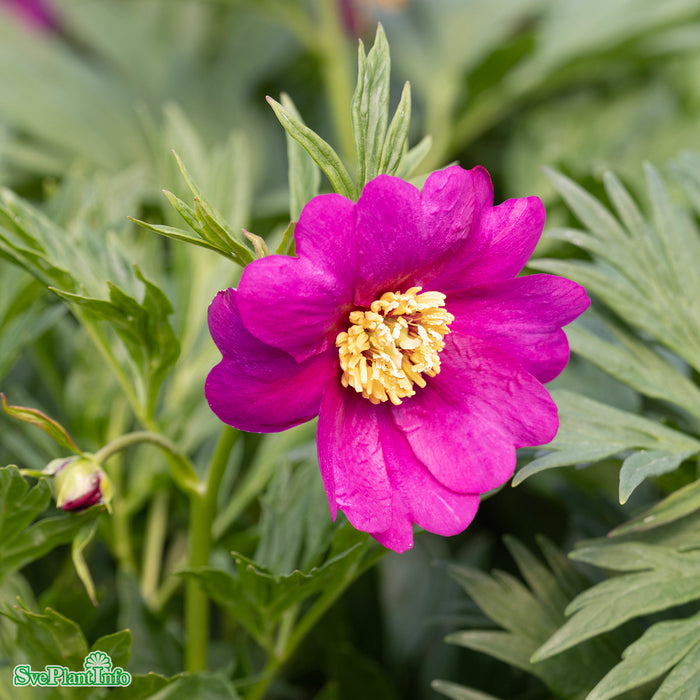 Paeonia veitchii A-kval C3