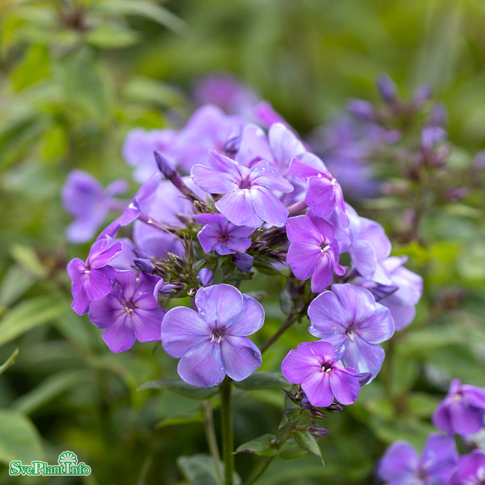 Phlox paniculata 'Sweet Summer Ocean' A-kval