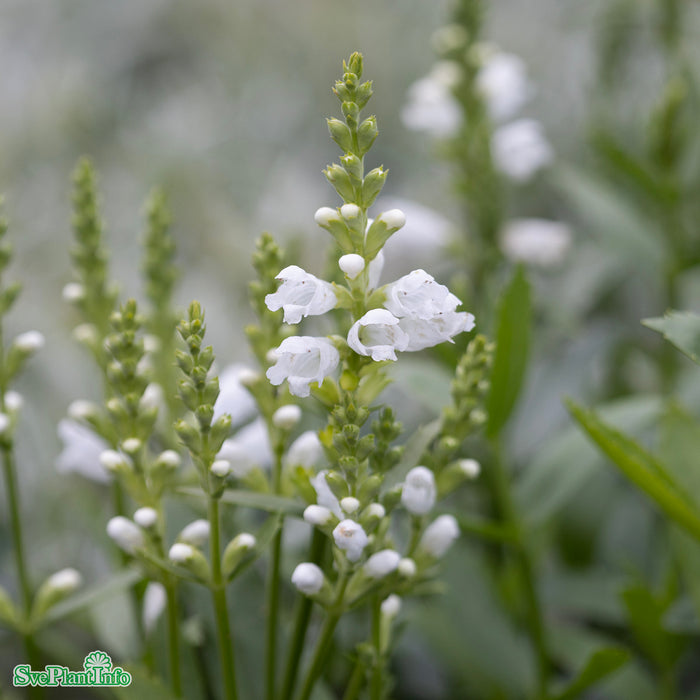 Physostegia virginiana 'Summer Snow' A-kval