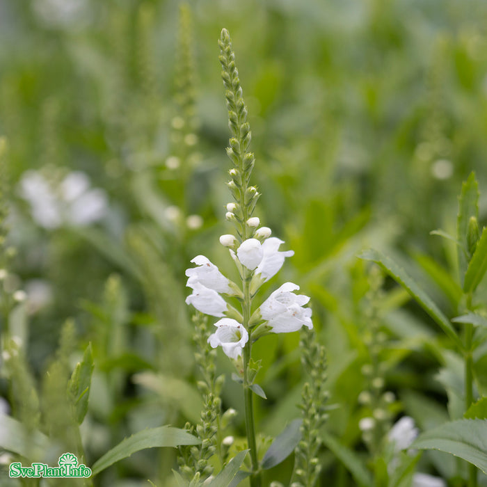 Physostegia virginiana 'Summer Snow' A-kval