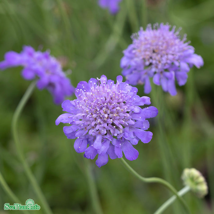 Scabiosa columbaria 'Butterfly Blue' A-kval