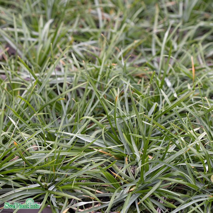 Sesleria caerulea A-kval