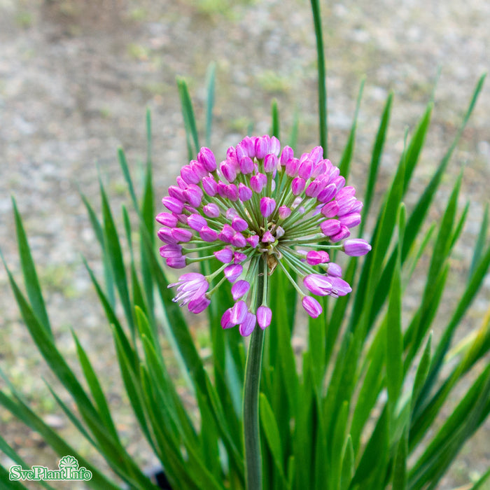 Allium senescens 'Millenium' C6