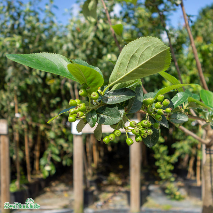 Aronia x prunifolia 'Aron' Stram C15 150cm