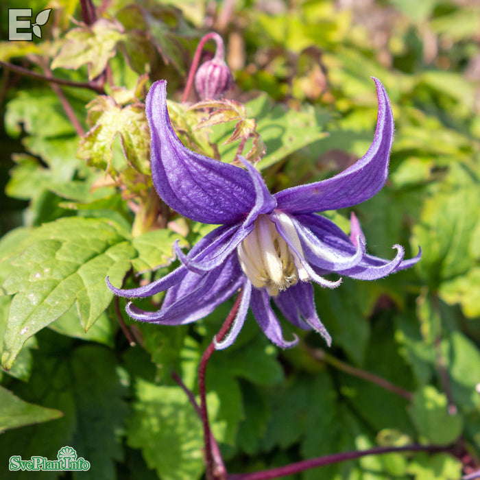 Clematis (Atr.) 'Tindra' E A-Kval C2