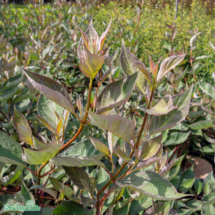 Cornus alba 'Nightfall' C5