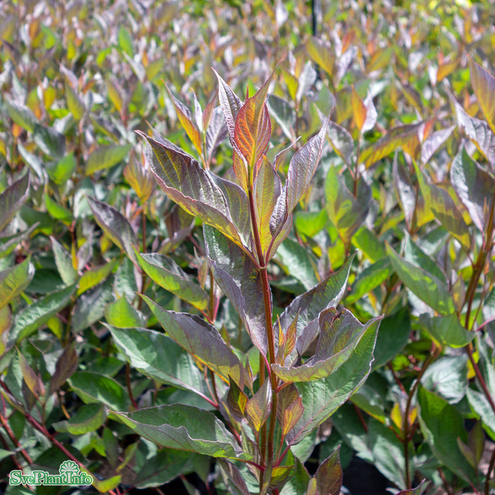 Cornus alba 'Nightfall' C5