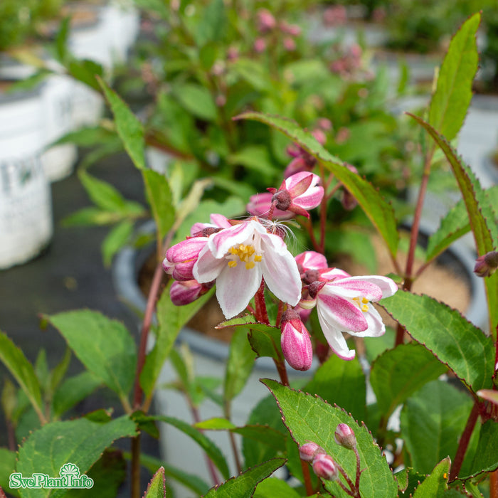 Deutzia rosea 'Yuki Cherry Blossom' C5