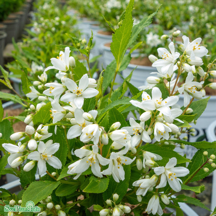 Deutzia rosea 'Yuki Snowflake' C5