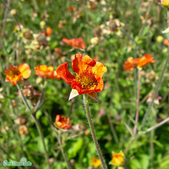 Geum 'Totally Tangerine' A-kval