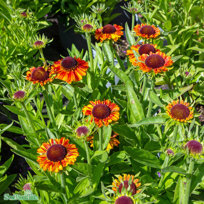 Helenium (Autumnale) 'Short and Sassy' A-kval