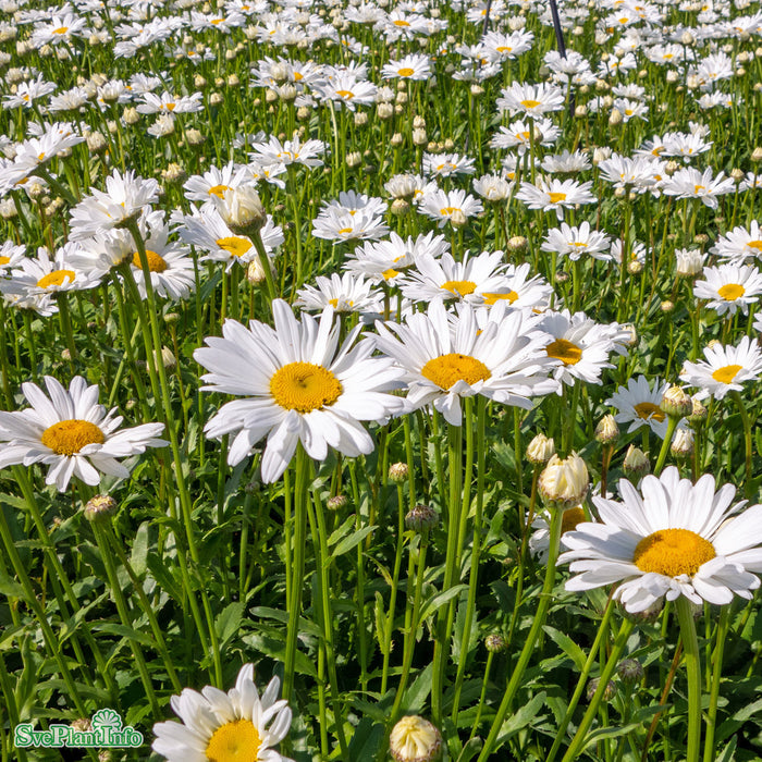 Leucanthemum superbum 'Bröllopsgåvan' Grönt Kulturarv A-kval