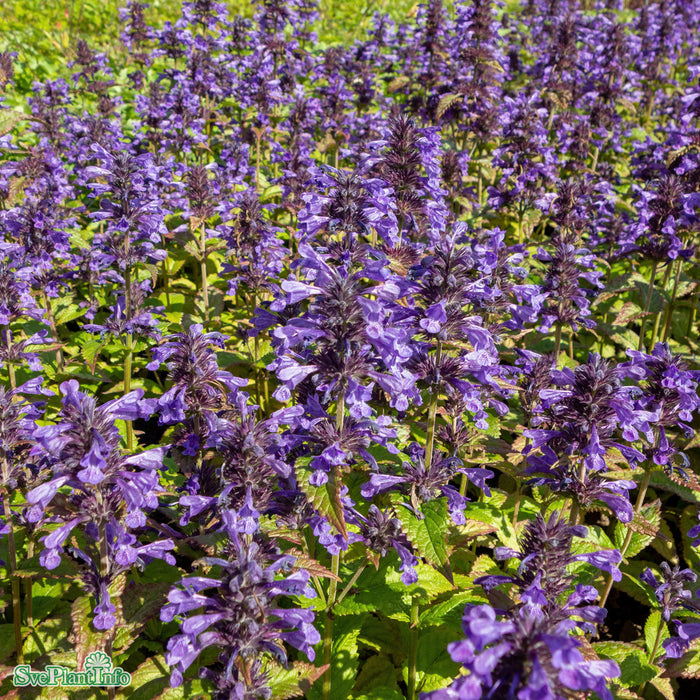 Nepeta 'Neptune' A-kval