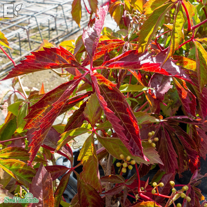 Parthenocissus vitacea 'Trapets' E A-kval C2