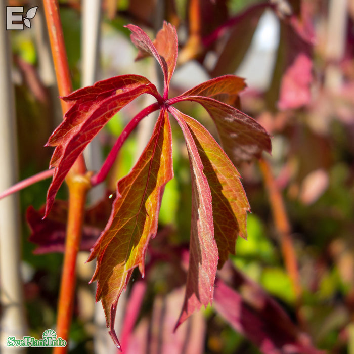 Parthenocissus vitacea 'Trapets' E A-kval C2