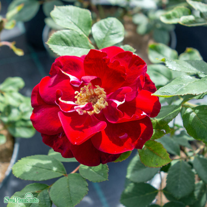 Rosa 'Hope For Humanity' A kval C4