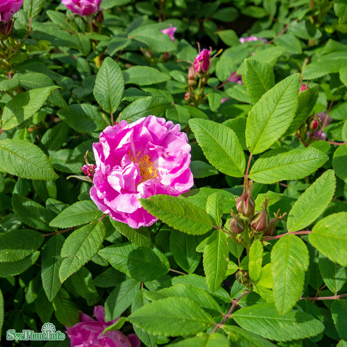 Rosa rugosa 'Thérèse Bugnet' A kval C7,5