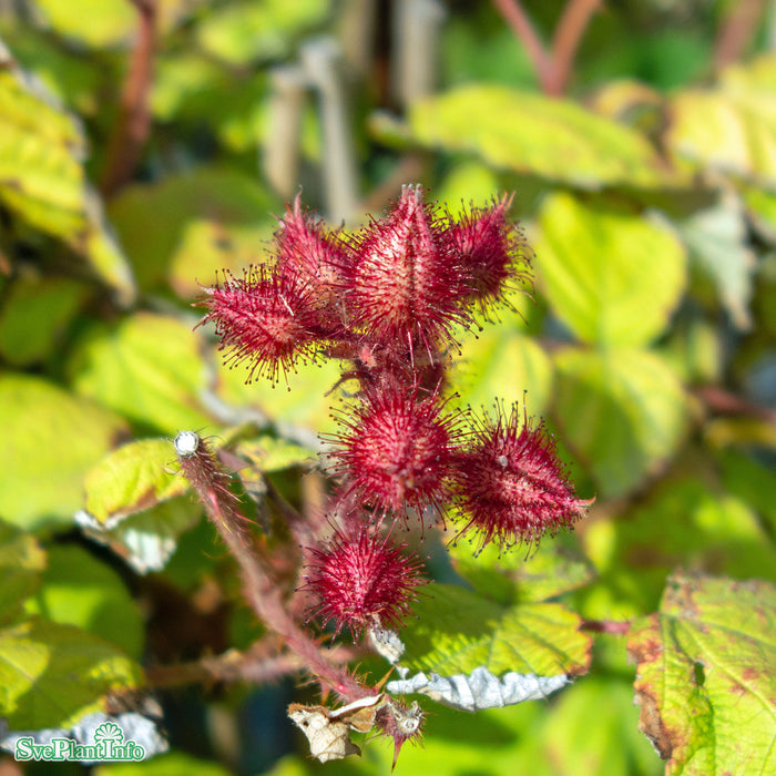 Rubus phoenicolasius  A-kval C2