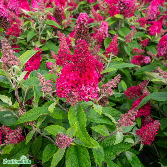 Buddleja davidii Butterfly Candy 'Lila Sweetheart' Busk C3