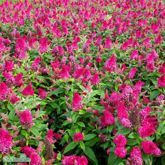 Buddleja davidii Butterfly Candy 'Lila Sweetheart' Busk C3