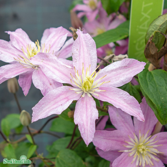 Clematis 'Comtesse de Bouchaud' A-Kval C2