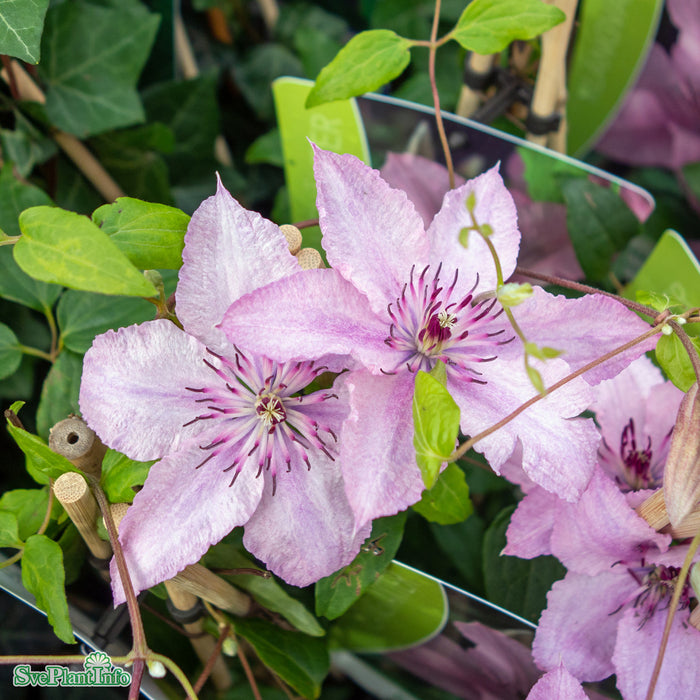 Clematis (SS) 'Hagley Hybrid' A-kval C2