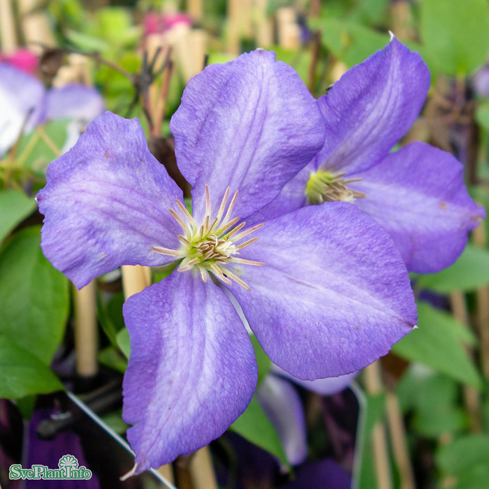 Clematis (SS) 'Jackmanii' A-kval C2
