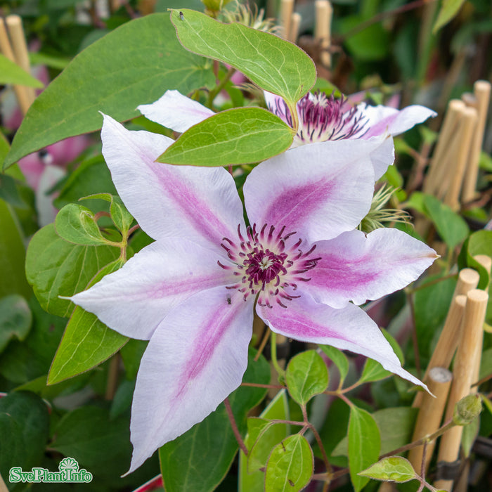 Clematis 'Nelly Moser' A-kval C2