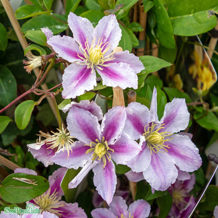 Clematis (TS) 'Piilu' A-kval C2