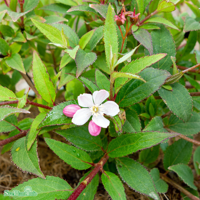 Deutzia rosea 'Yuki Cherry Blossom' C4,5 40-50cm