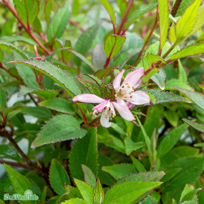 Deutzia rosea 'Yuki Cherry Blossom' C4,5 40-50cm