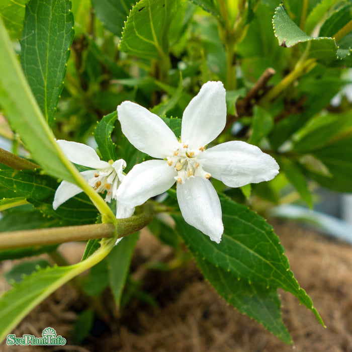 Deutzia 'Yuki Snowflake' Busk C5
