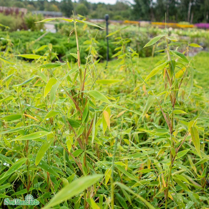 Fargesia murieliae 'Bambi' Busk C5