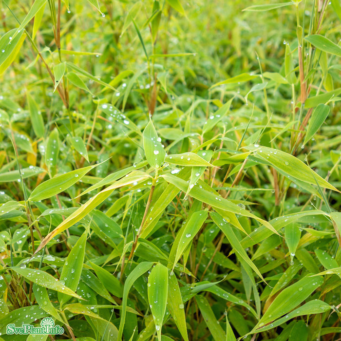 Fargesia murieliae 'Bambi' Busk C5