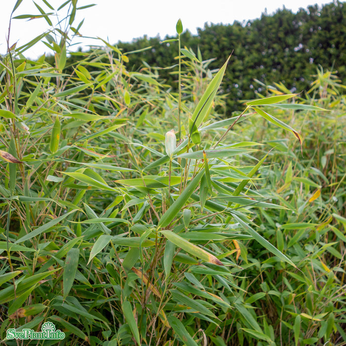 Fargesia murielae 'Panda'  C18 125-150cm