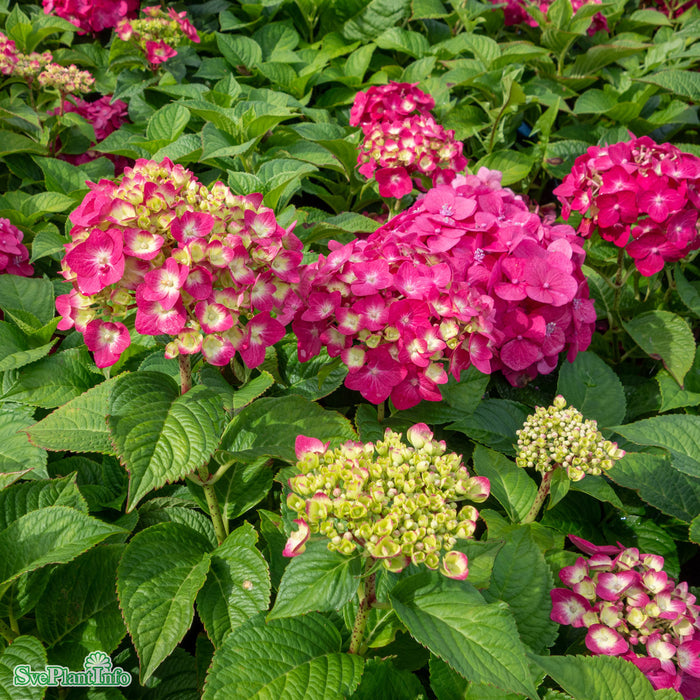 Hydrangea Endless Summer 'SummerLove' lila Busk C5