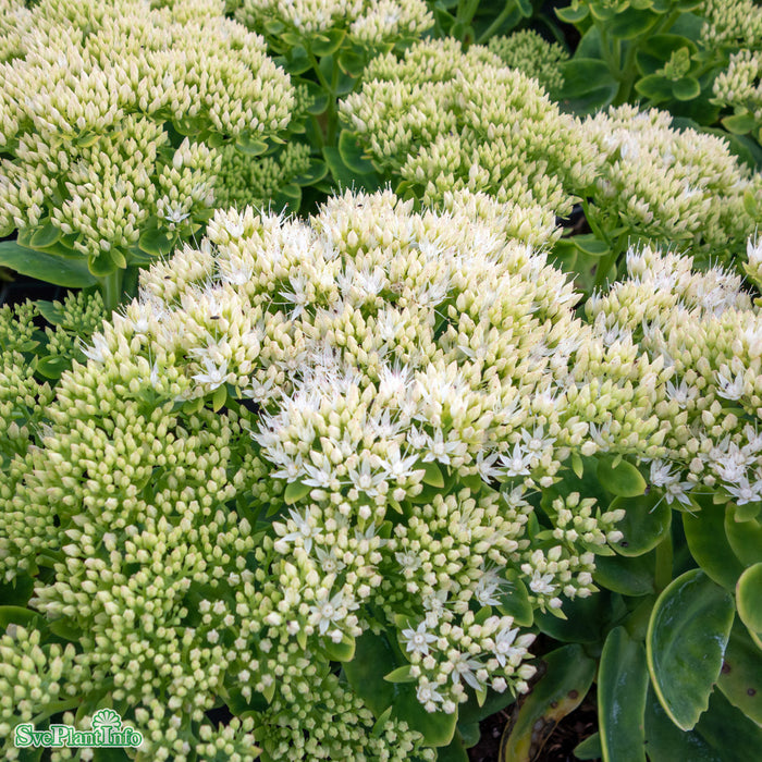 Hylotelephium spectabile 'Stardust' A-kval