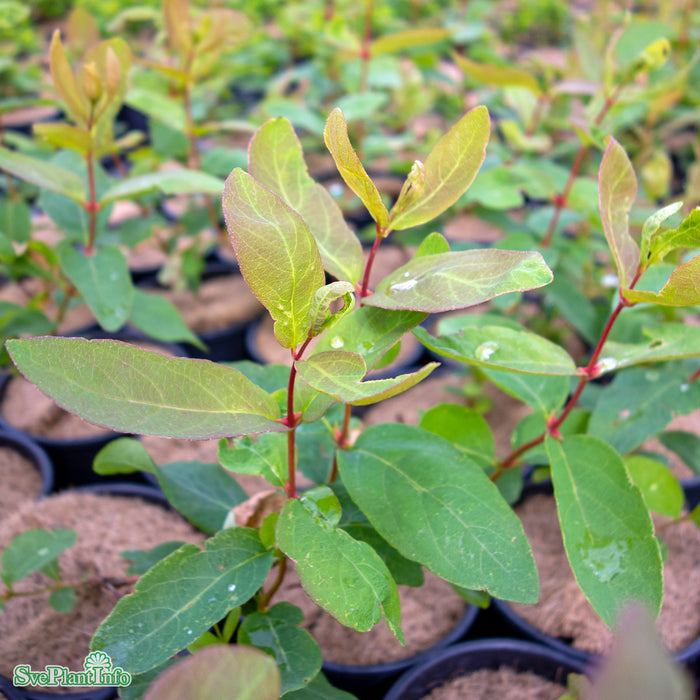 Lonicera caerulea var. kamtschatica 'Aurora' C3,5