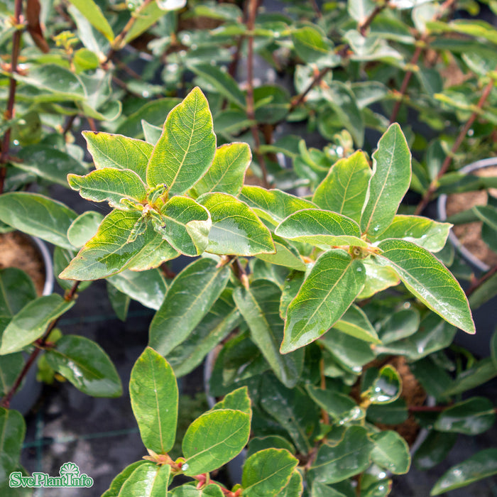 Lonicera caerulea var. kamt. 'Balalaika' Busk C3,5
