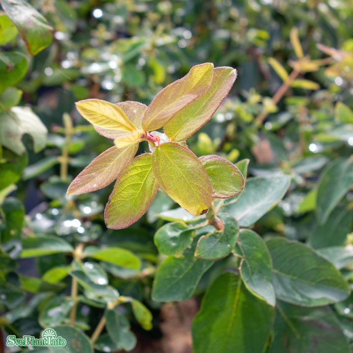 Lonicera kamtulipifera 'Myberry Bee' syn. Borealis C5