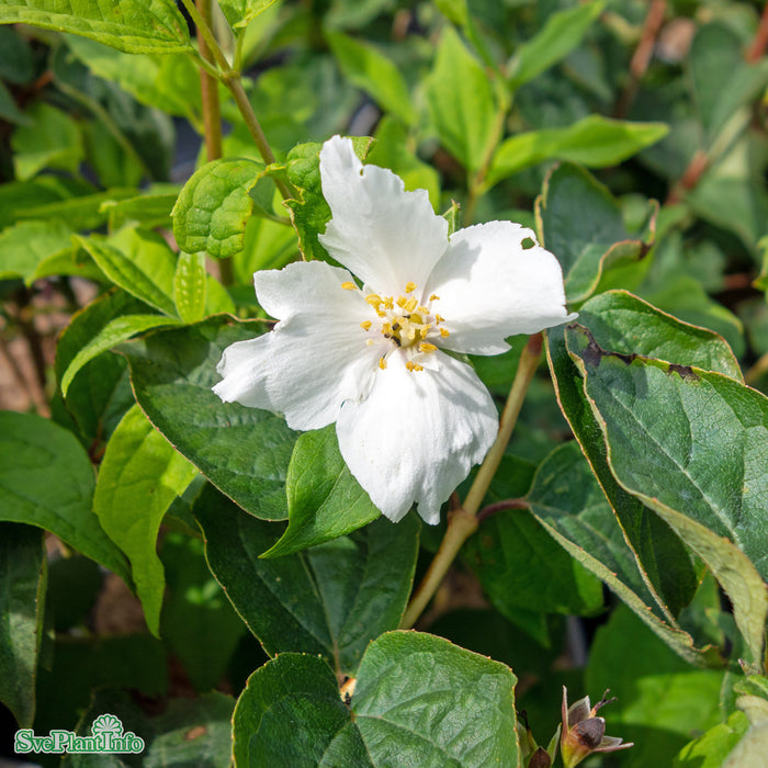 Philadelphus 'Starbright' C20 150-175cm