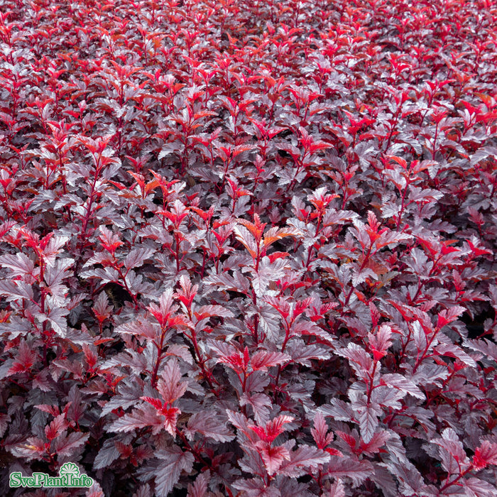 Physocarpus opulifolius 'All Black' Busk C5